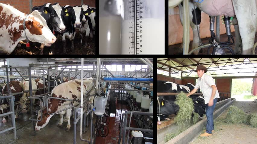 Cele mai bune metode metode de eficientizare a muncii într-o fermă de animale